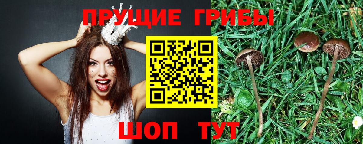 Галлюциногенные грибы прущие грибы  Вход с VPN  Каменка 